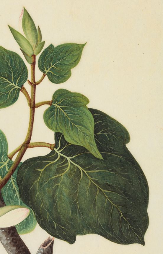 A Study of a Plant from the Malvaceae family | MasterArt